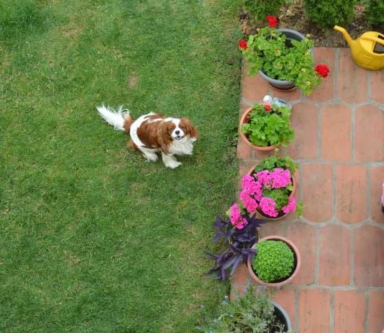 Animal moving through a yard at night on camera.